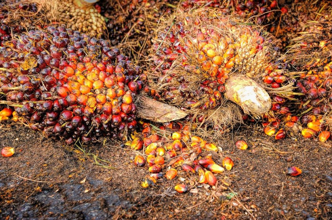 biocarburants-huile-palme-liaisons-dangereuses