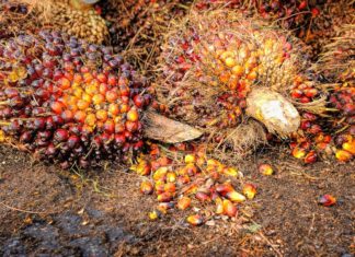 biocarburants-huile-palme-liaisons-dangereuses